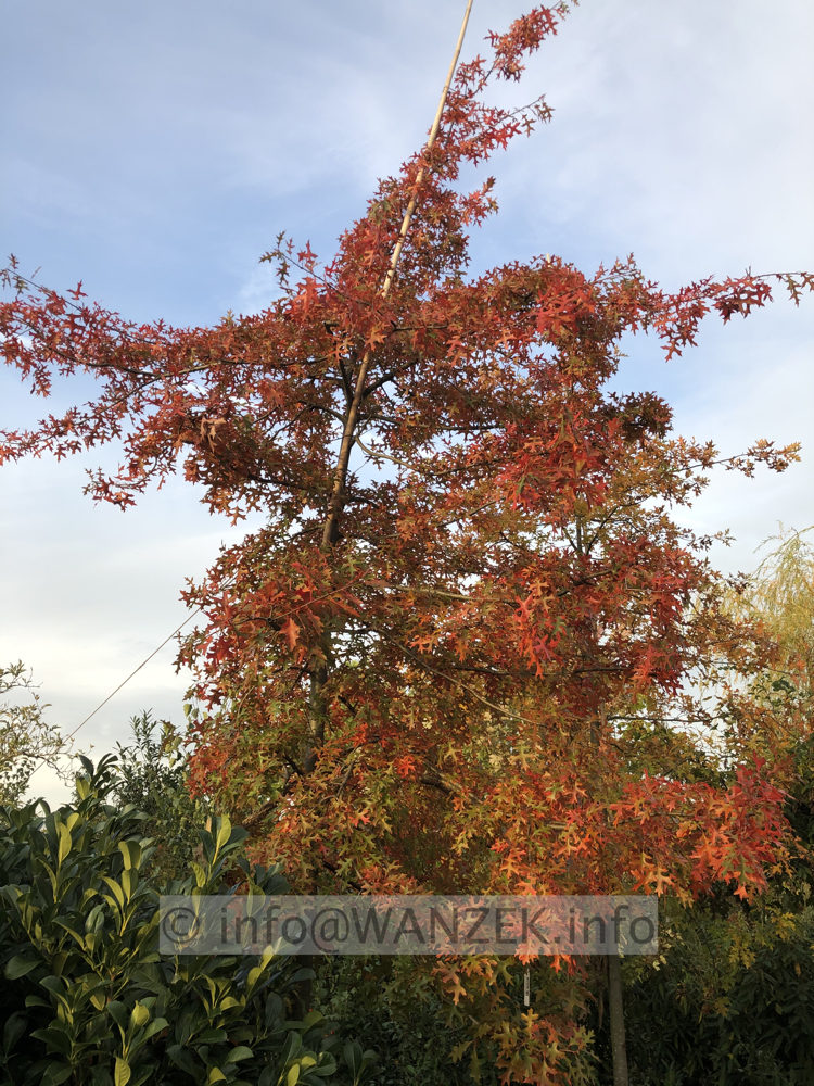 Quercus palustris - Herbst 2019 - 001.JPG